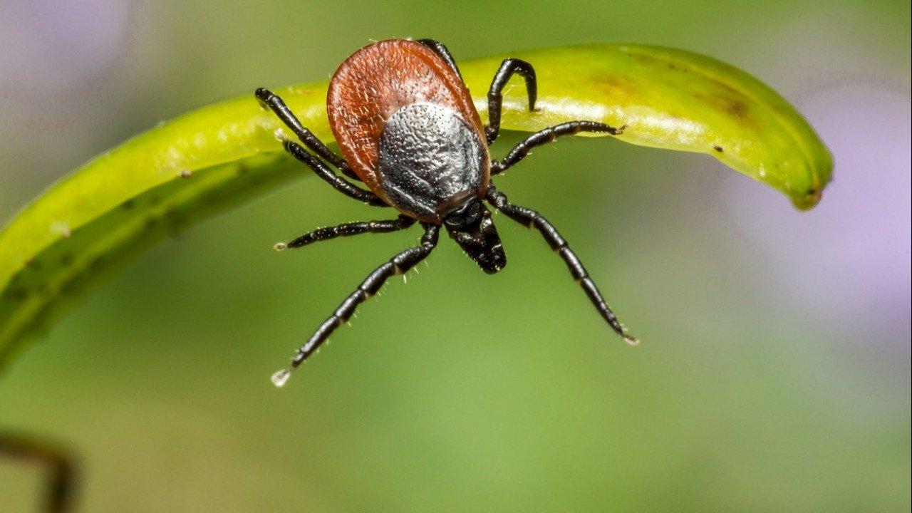 Қытайда өлімге әкелетін жаңа вирус тіркелді