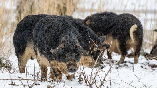 Поляк фермерін өз шошқалары жеп қойды